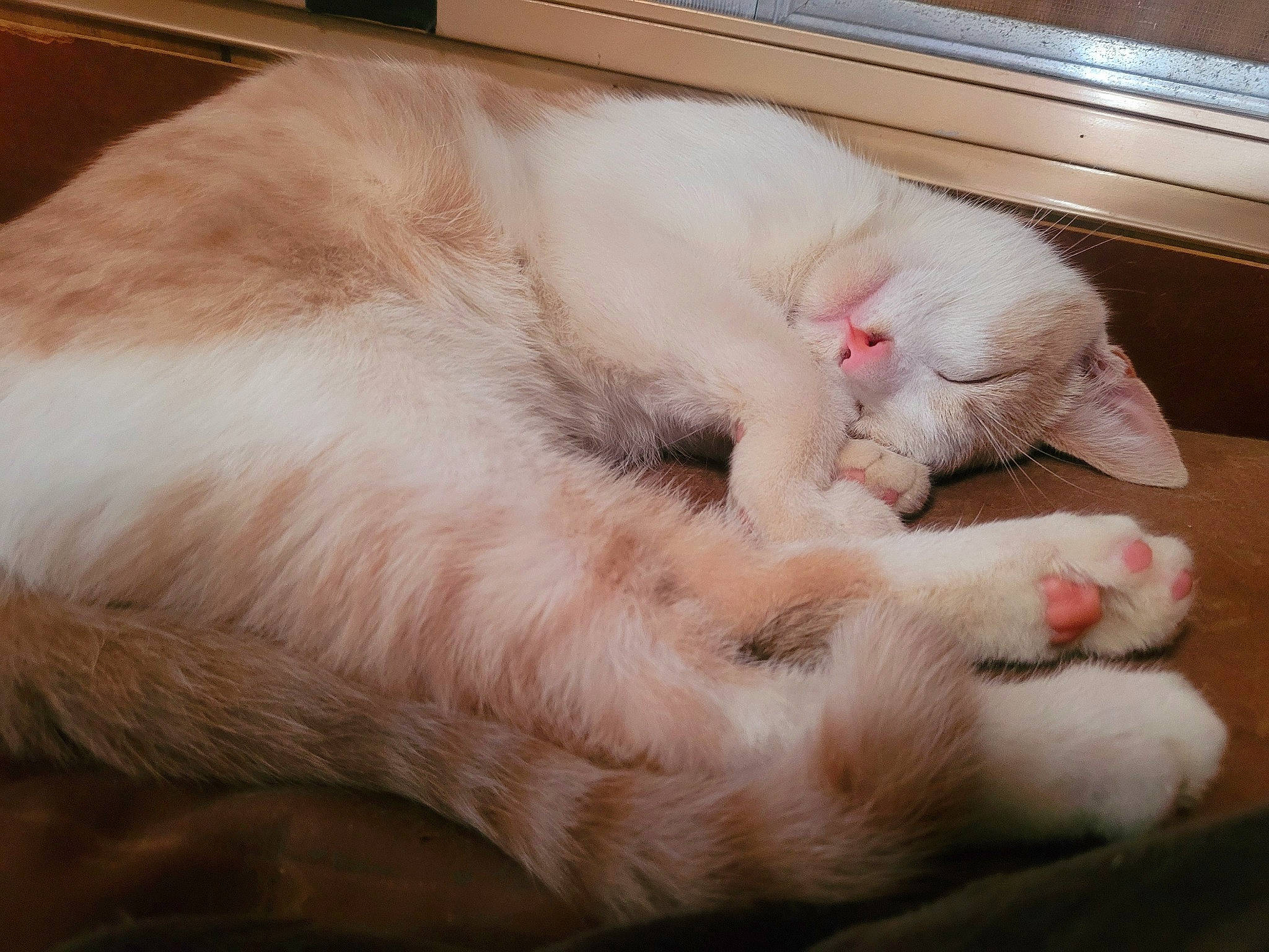 Caramel a rejoint le concours — aidez-le/la à gagner de superbes lots ! carnivore, cat, claw, comfort, domestic_short_haired_cat, fang, fawn, felidae, foot, fur, metal, nap, paw, sleep, small_to_medium_sized_cats, snout, tail, terrestrial_animal, toe, whiskers