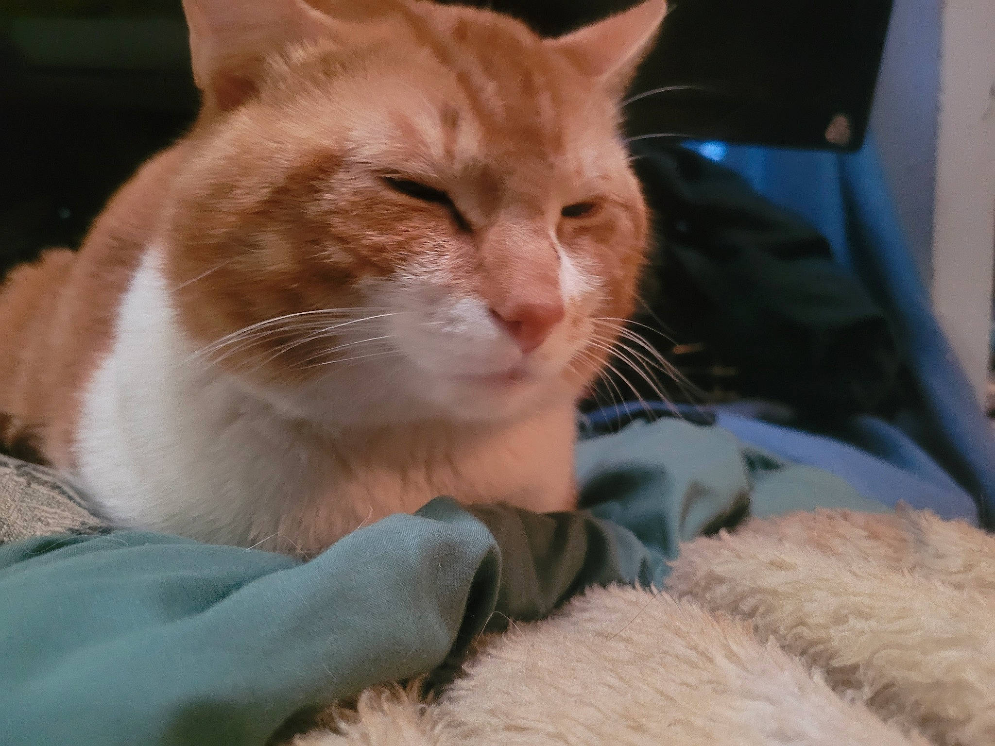 Ti Garçon a rejoint le concours — aidez-le/la à gagner de superbes lots ! carnivore, cat, claw, comfort, domestic_short_haired_cat, ear, fawn, felidae, fur, gesture, mammal, nap, paw, sitting, small_to_medium_sized_cats, snout, tail, vertebrate, whiskers