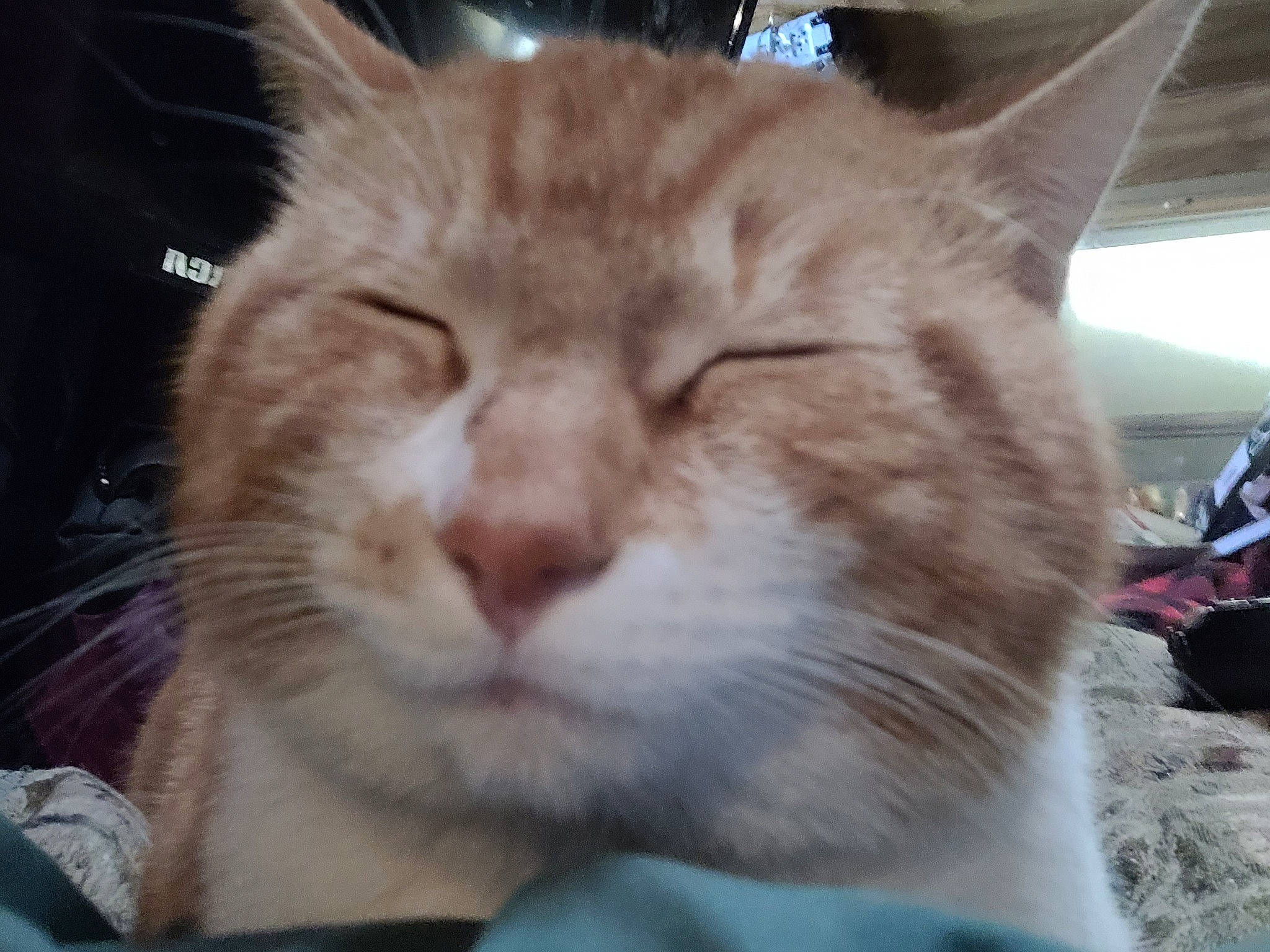 Ti Garçon a rejoint le concours — aidez-le/la à gagner de superbes lots ! carnivore, cat, comfort, domestic_short_haired_cat, ear, fang, felidae, fur, paw, plant, small_to_medium_sized_cats, snout, terrestrial_animal, whiskers