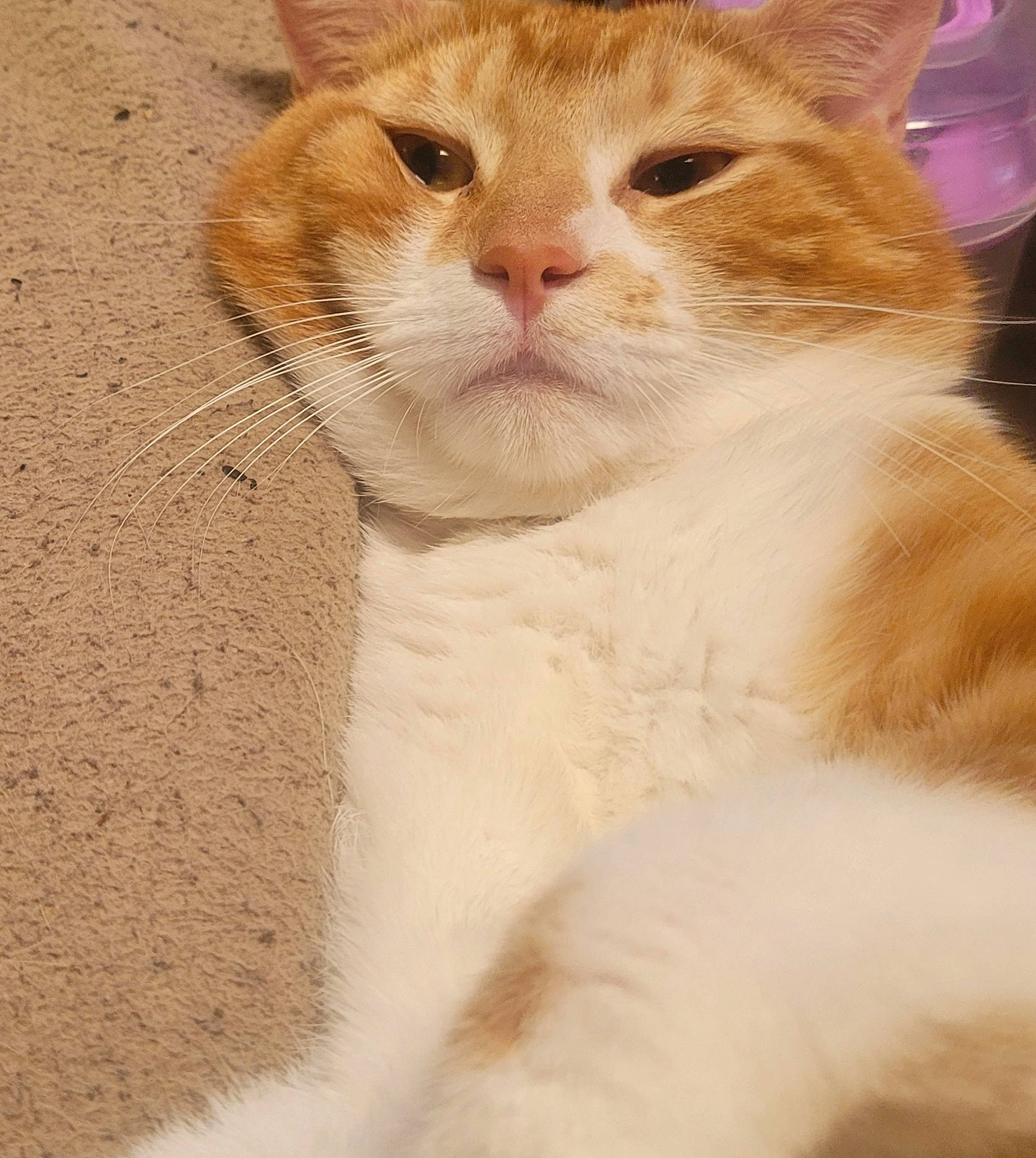 Ti Garçon participe au concours pour gagner de l'argent avec cette photo : carnivore, cat, claw, domestic_short_haired_cat, fawn, felidae, fur, paw, peach, small_to_medium_sized_cats, snout, tail, terrestrial_animal, tree, whiskers, wildlife, window