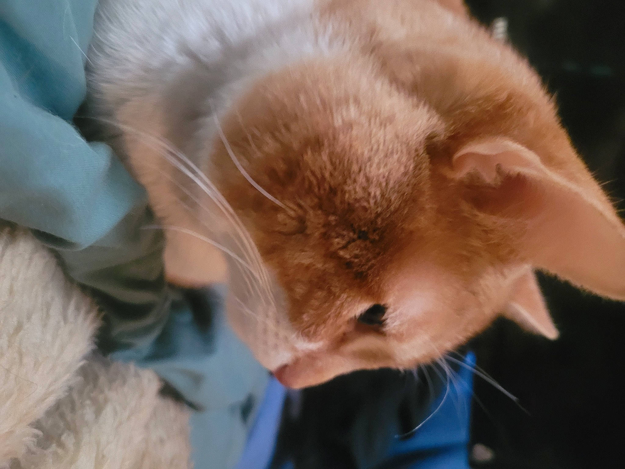 Ti Garçon a rejoint le concours — aidez-le/la à gagner de superbes lots ! canidae, carnivore, cat, claw, collar, dog_breed, domestic_short_haired_cat, ear, fawn, felidae, fur, paw, small_to_medium_sized_cats, snout, tail, whiskers, wildlife