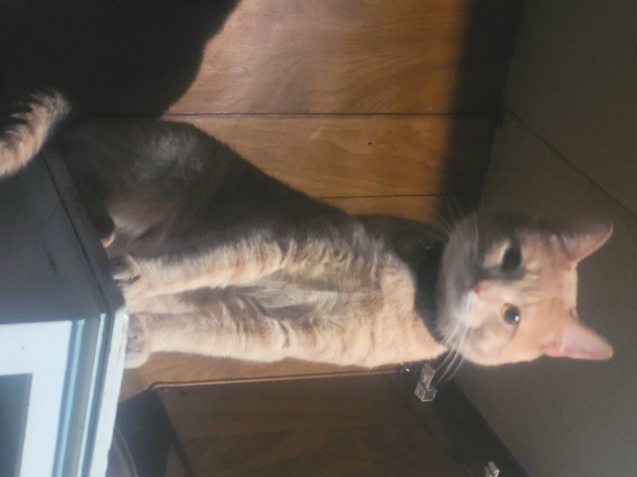 Charlie participe au concours pour gagner de l'argent avec cette photo : canidae, carnivore, cat, comfort, dog_breed, domestic_short_haired_cat, ear, fawn, felidae, fur, grey, hardwood, paw, small_to_medium_sized_cats, sporting_group, tail, whiskers, wood