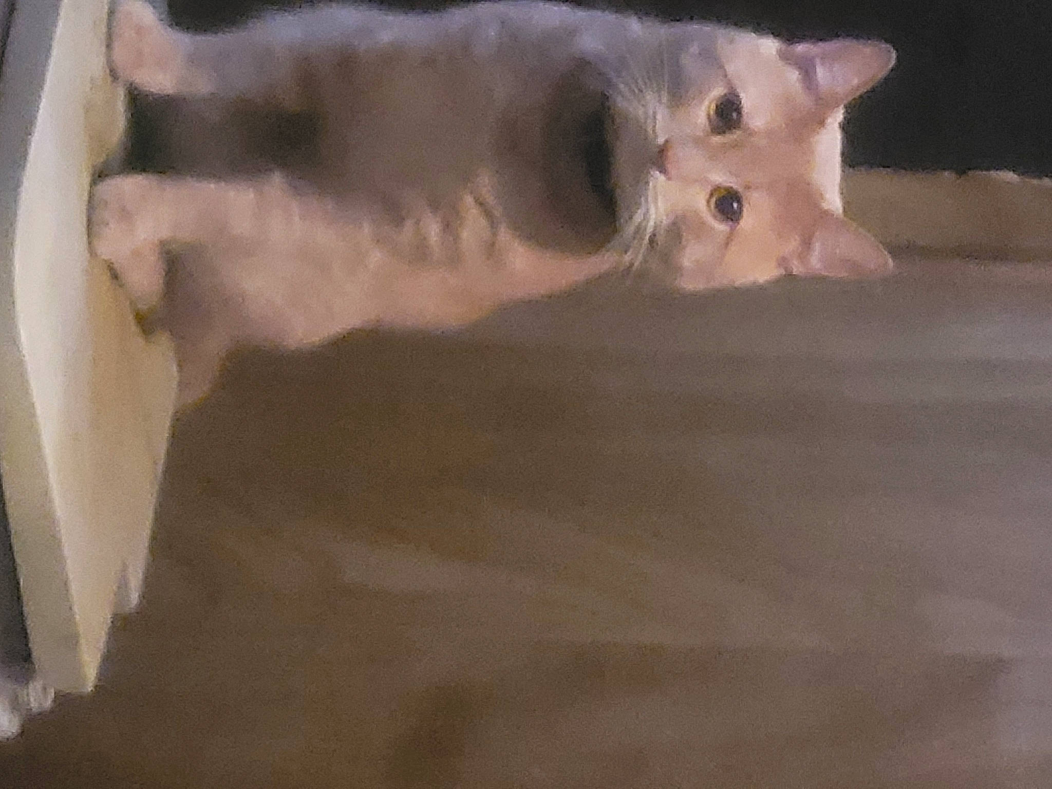 Charlie a rejoint le concours — aidez-le/la à gagner de superbes lots ! art, canidae, carnivore, cat, dog_breed, domestic_short_haired_cat, fawn, felidae, flooring, fur, hardwood, paw, plaster, small_to_medium_sized_cats, snout, tail, visual_arts, whiskers, wood