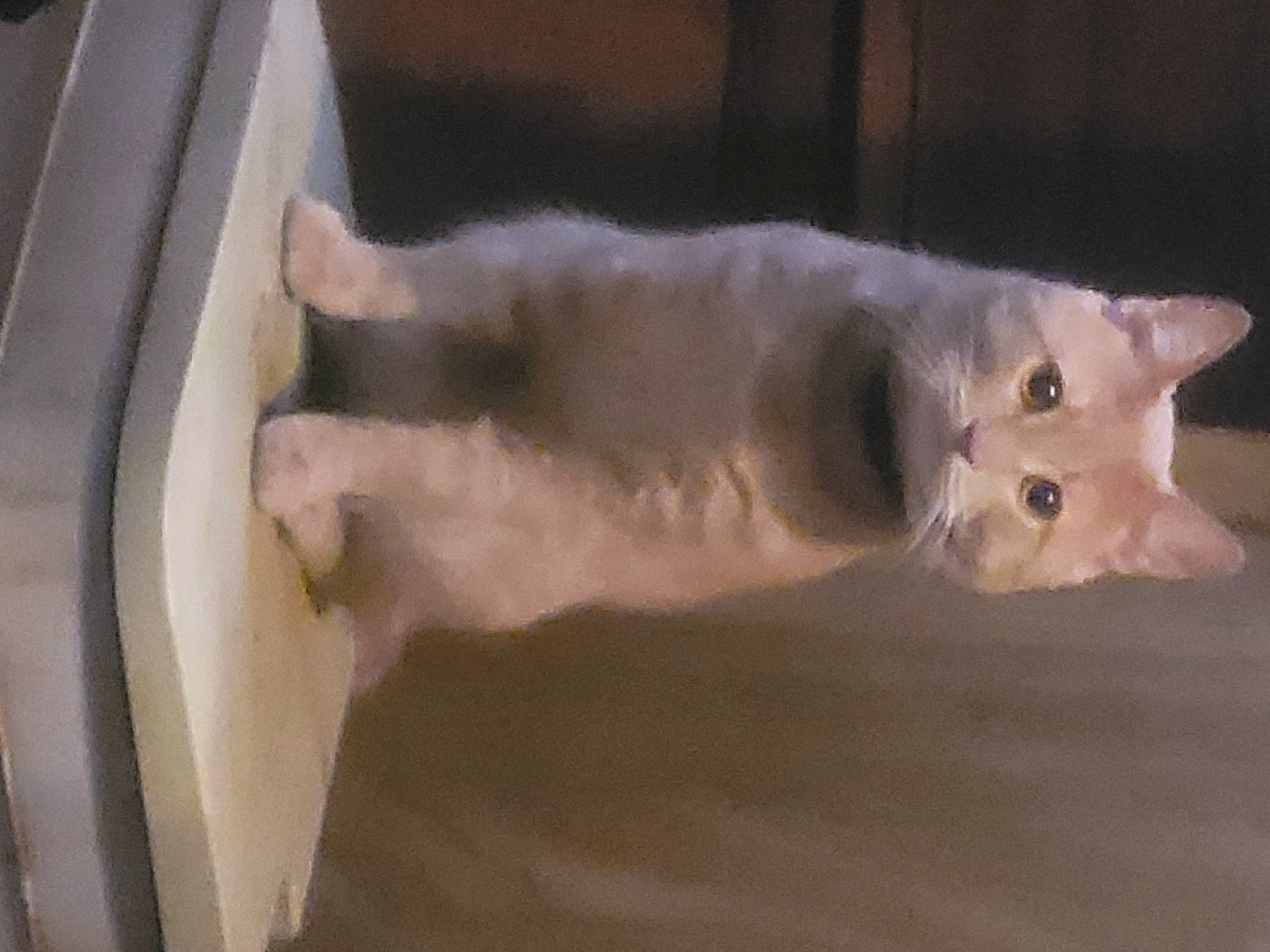 Charlie a rejoint le concours — aidez-le/la à gagner de superbes lots ! canidae, carnivore, cat, dog_breed, fawn, felidae, fur, small_to_medium_sized_cats, snout, tail, whiskers, wood