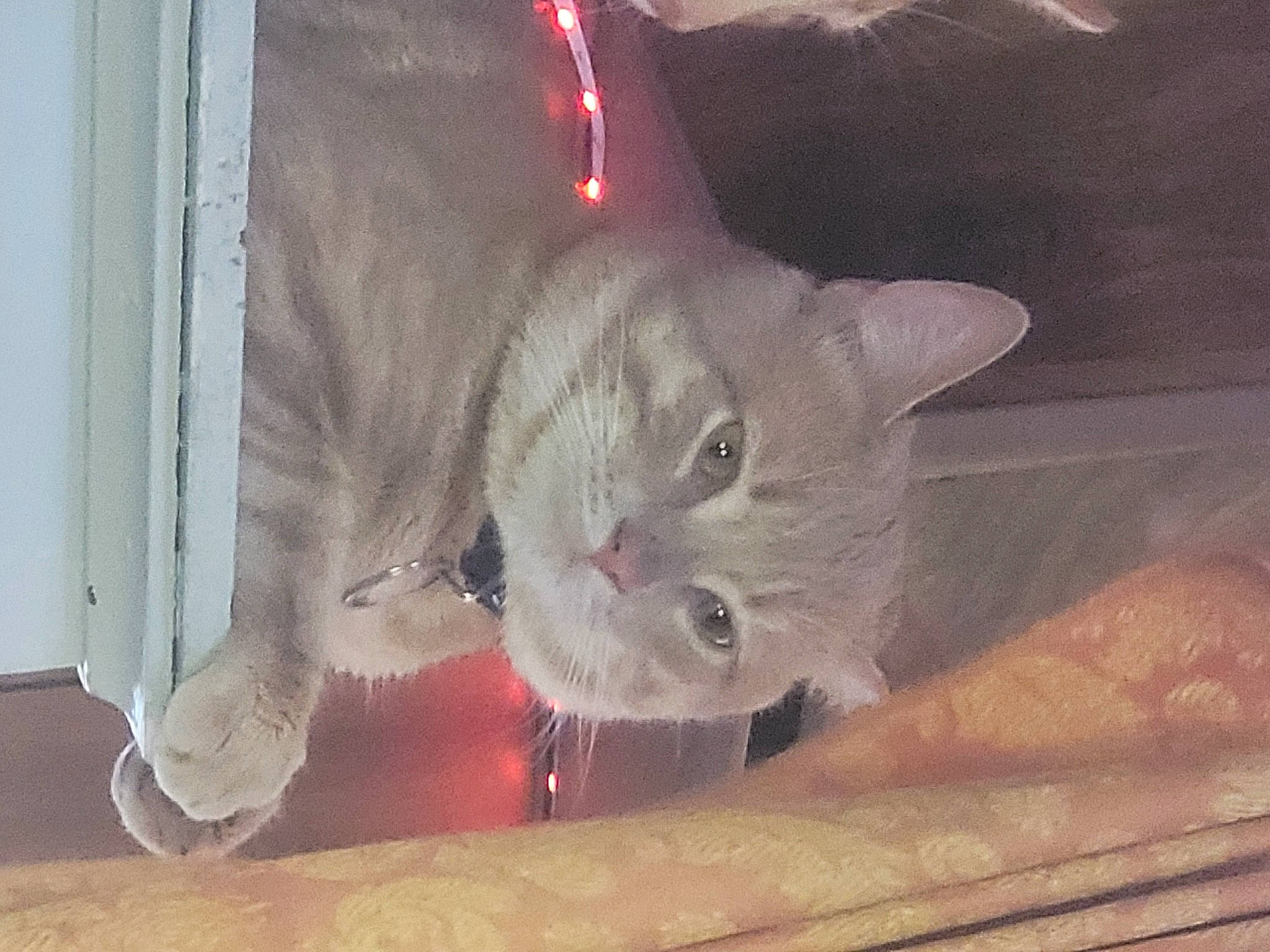 Charlie participe au concours pour gagner de l'argent avec cette photo : carnivore, cat, cat_supply, cat_toy, domestic_short_haired_cat, fawn, felidae, fur, paw, pet_supply, small_to_medium_sized_cats, snout, tail, whiskers, wood