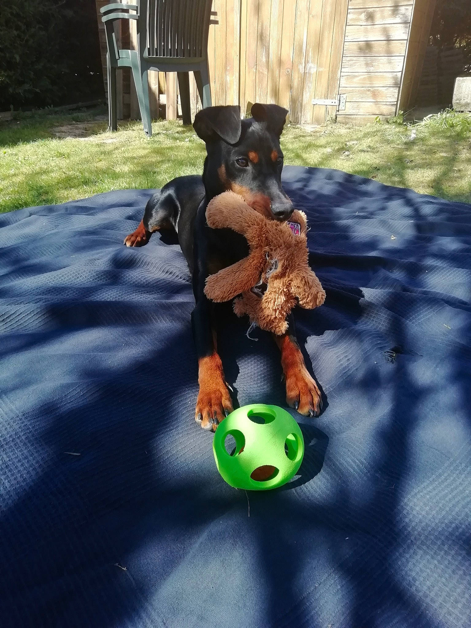 Ploomy participe au concours pour gagner de l'argent avec cette photo : canidae, carnivore, companion_dog, dobermann, dog, dog_breed, dog_toy, german_pinscher, guard_dog, jagdterrier, miniature_pinscher, pinscher, rottweiler, working_dog