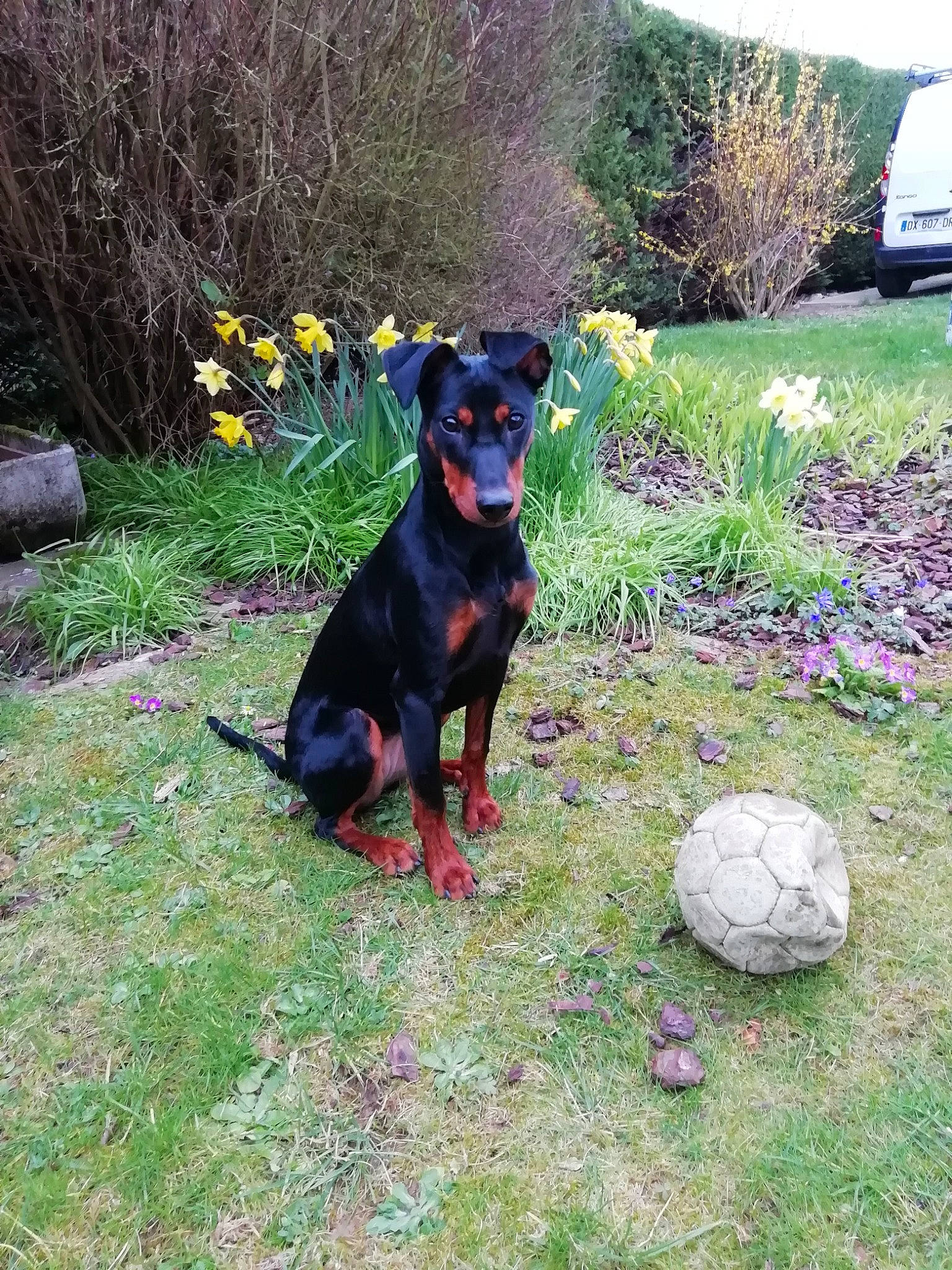 Ploomy a rejoint le concours — aidez-le/la à gagner de superbes lots ! black_and_tan_terrier, canidae, carlin_pinscher, carnivore, dog, dog_breed, german_pinscher, guard_dog, huntaway, hunting_dog, jagdterrier, mammal, manchester_terrier, miniature_pinscher, pinscher, plant, rare_breed_dog, transylvanian_hound, vertebrate, working_dog