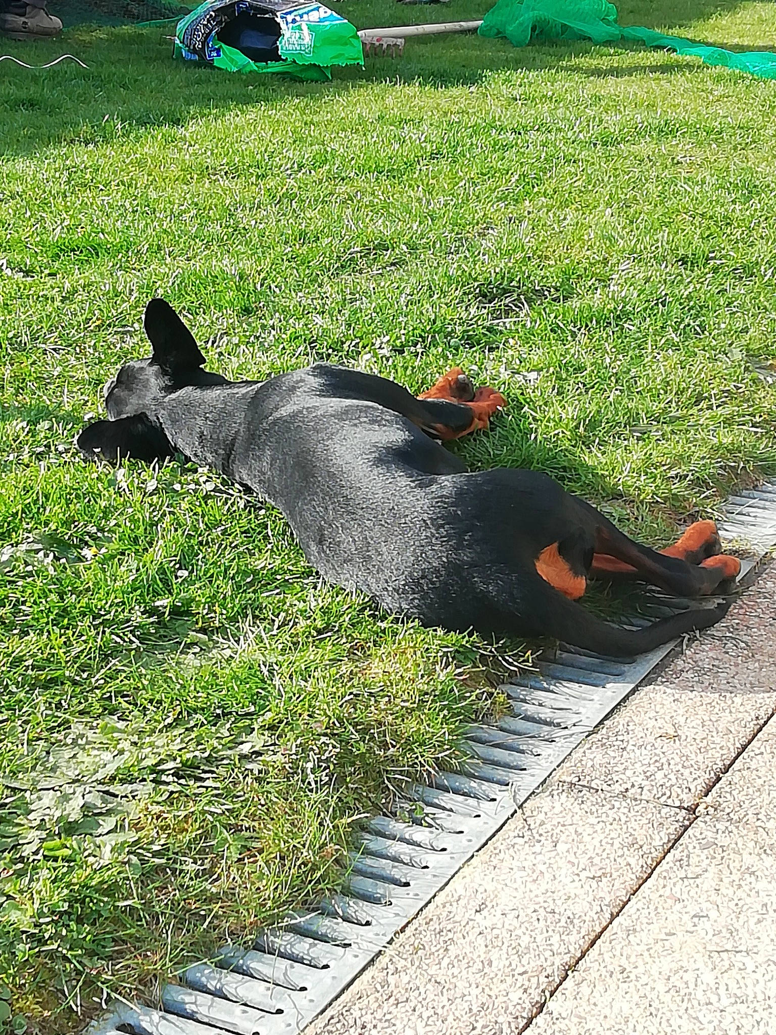 Ploomy participe au concours pour gagner de l'argent avec cette photo : beauceron, canidae, carnivore, dobermann, dog, dog_breed, grass, guard_dog, lawn, miniature_pinscher, pinscher, plant, sporting_group, tail, working_dog