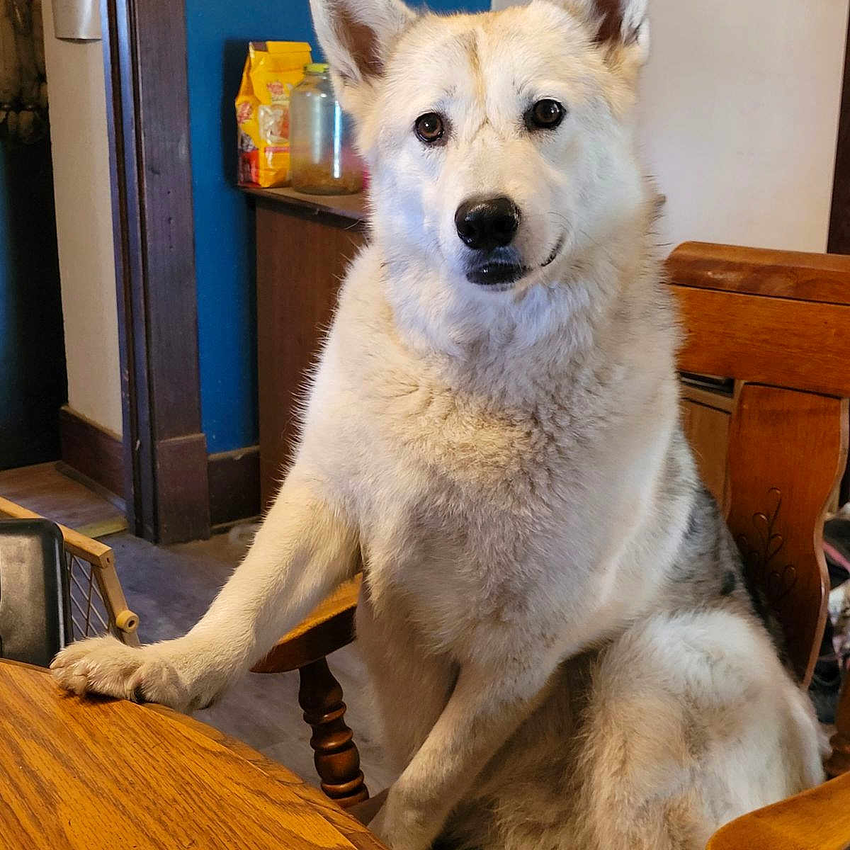 Porsha is registered to the contest to win money with this photo: animal, architecture, canine, diningtable, dog, eskimodog, furniture, hardwood, husky, indoors, interiordesign, person, pet, photoframe, plywood, puppy, stainedwood, table, whitedog, wood