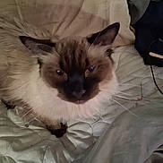 Bear joined the competition — help win amazing prizes! cat, siamese, pet, feline, fur, ears, bed, blanket, indoor, resting, whiskers, animal, cute, sleepy, mammal, domestic, soft, cozy, face, closeup