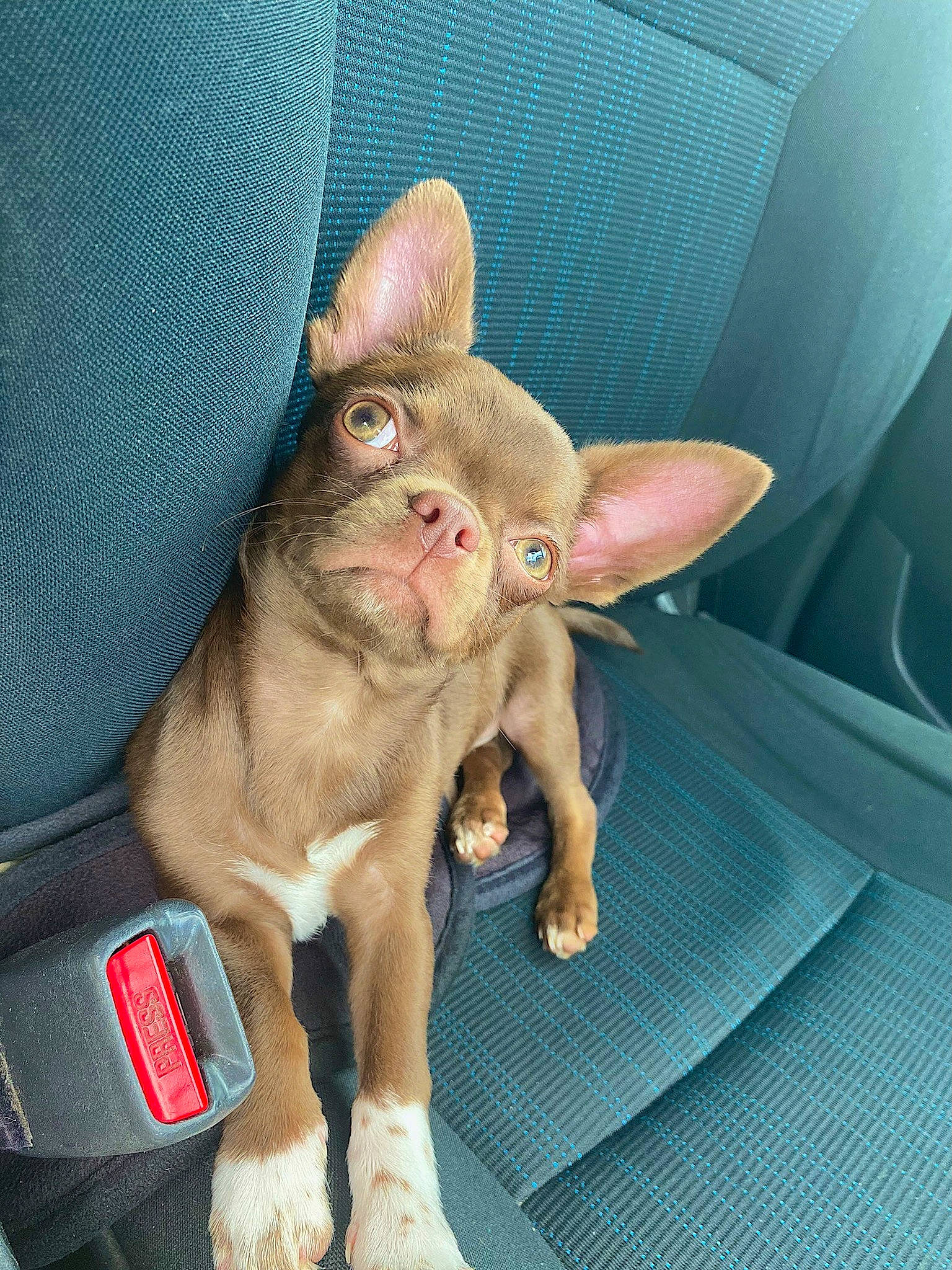 Gustave a rejoint le concours — aidez-le/la à gagner de superbes lots ! carnivore, cat, claw, curious, ear, fawn, felidae, nail, paw, small_to_medium_sized_cats, snout, terrestrial_animal, terrestrial_plant, whiskers