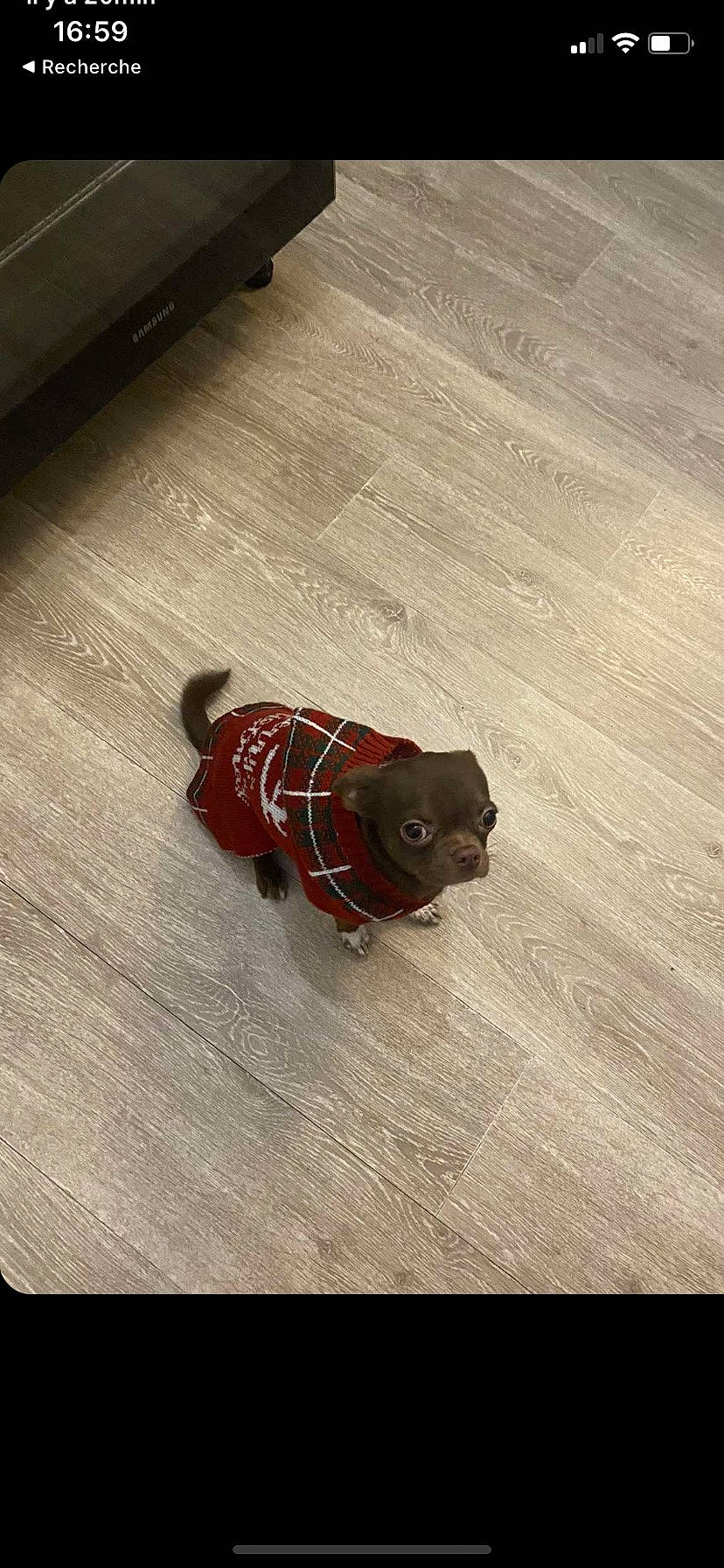 Gustave a rejoint le concours — aidez-le/la à gagner de superbes lots ! brown, carmine, carnivore, companion_dog, dog, dog_breed, dog_clothes, floor, flooring, hardwood, insect, laminate_flooring, liver, plywood, tail, varnish, wood, wood_flooring, wood_stain, working_animal