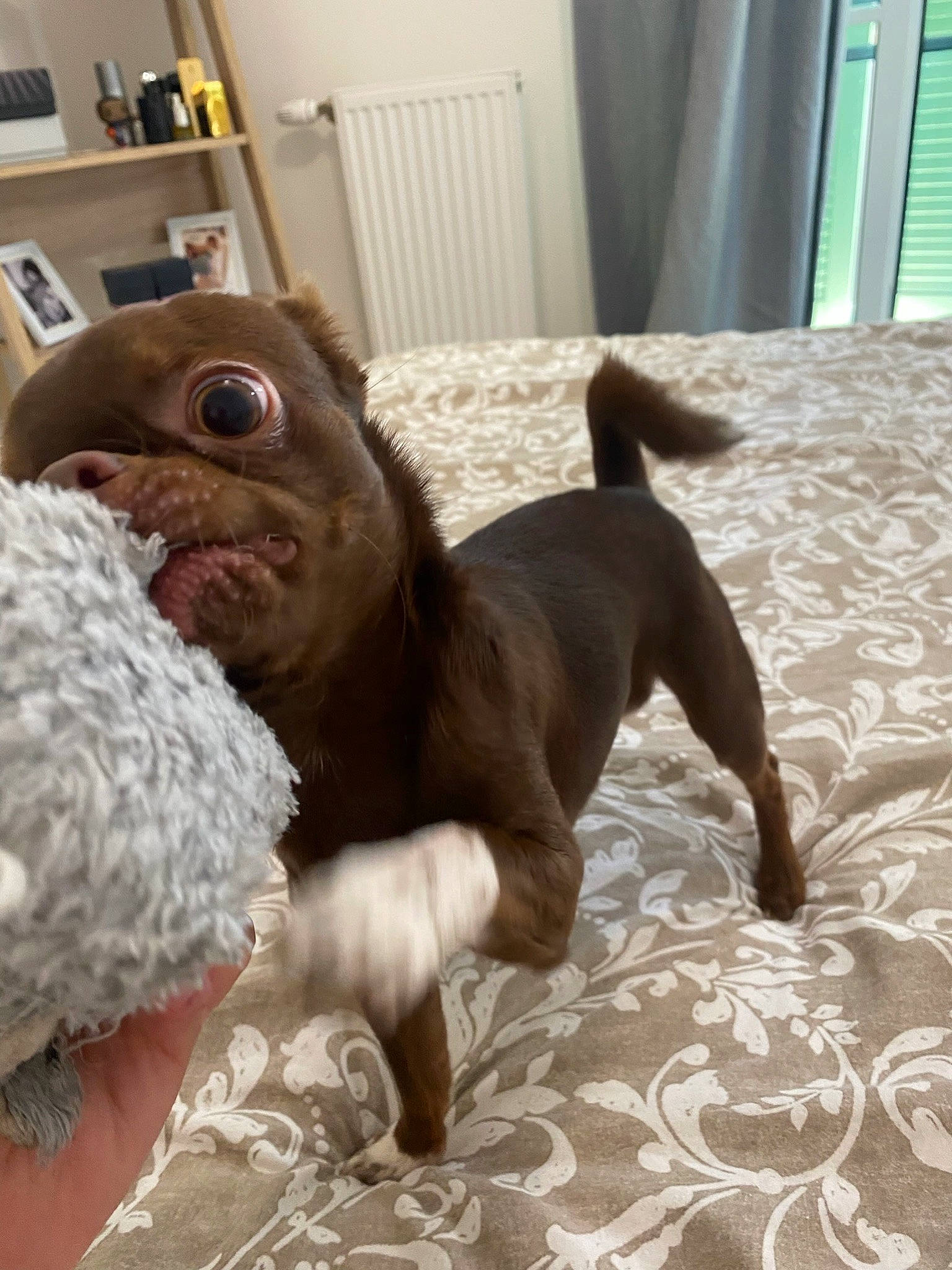 Gustave a rejoint le concours — aidez-le/la à gagner de superbes lots ! comfort, companion_dog, dog, dog_breed, fawn, flooring, fur, gesture, hardwood, liver, orangutan, primate, snout, stuffed_toy, terrestrial_animal, toy, vertebrate, wood, working_animal, wrinkle