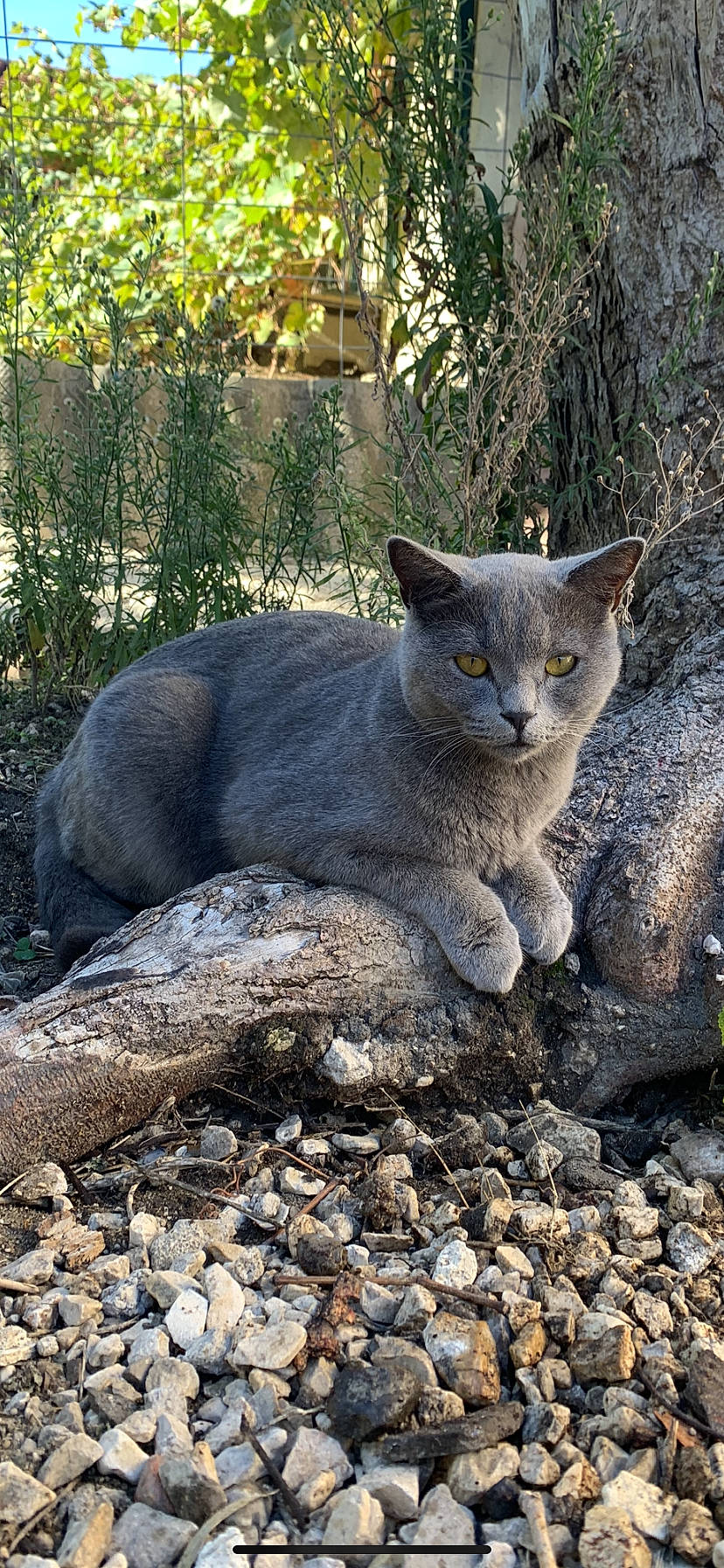 Charli a rejoint le concours — aidez-le/la à gagner de superbes lots ! british_shorthair, carnivore, cat, chartreux, domestic_short_haired_cat, european_shorthair, fawn, felidae, mammal, nebelung, plant, russian_blue, small_to_medium_sized_cats, tree, vertebrate, whiskers, wild_cat, wildlife