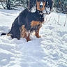 dog, snow, outdoor, winter, animal, nature, trees, forest, canine, fur, ears, face, sitting, landscape, daylight, cold, snowy, pet, mammal, sky