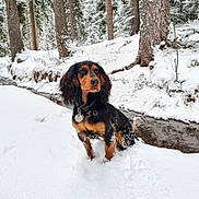 Uxane a rejoint le concours — aidez-le/la à gagner de superbes lots ! dog, snow, winter, forest, tree, creek, outdoor, animal, black_and_tan, canine, nature, cold, fur, landscape, seasonal, park, water, pet, mammal, scenery