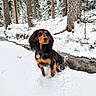 dog, snow, winter, forest, tree, creek, outdoor, animal, black_and_tan, canine, nature, cold, fur, landscape, seasonal, park, water, pet, mammal, scenery