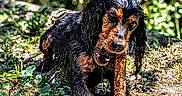 Uxane a rejoint le concours — aidez-le/la à gagner de superbes lots ! dog, wet, muddy, stick, chewing, forest, outdoor, greenery, sunlight, nature, animal, pet, canine, grass, leaves, ground, playful, cute, fur, daylight