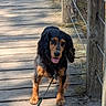 dog, leash, boardwalk, wood, outdoor, sunlight, shadow, fence, pet, animal, nature, walk, happy, tongue_out, canine, brown, black, fur, curly_hair, park