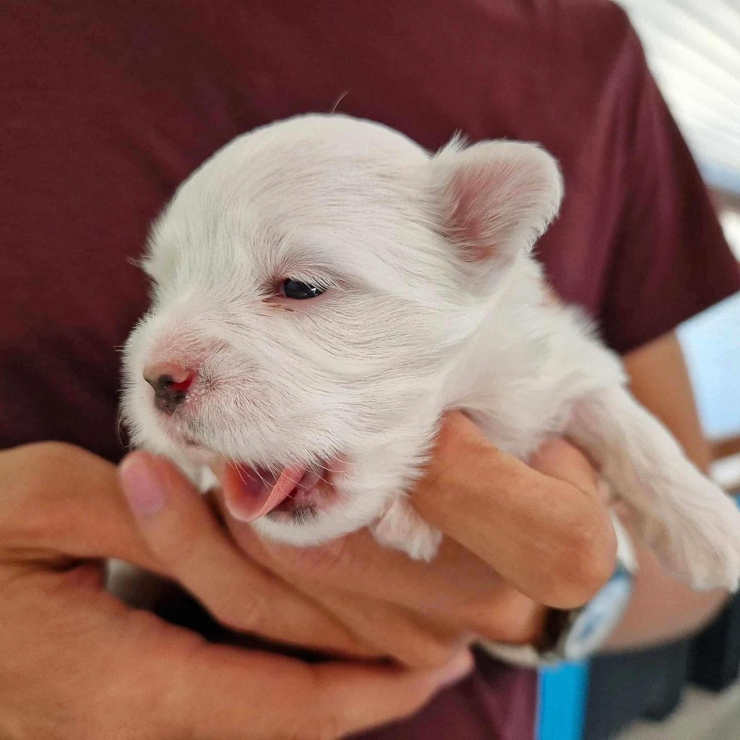 Luna participe au concours pour gagner de l'argent avec cette photo : puppy, dog, white_fur, animal, pet, cute, small, baby_animal, hand, person, holding, indoor, blurred_background, mouth_open, fur, nose, ears, closeup, adorable, young
