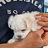 puppy, dog, white_fur, small_dog, pet, hands, person, holding, indoor, clothing, navy_shirt, text_on_shirt, cute, animal, fur, young_dog, close_up, portrait, gentle, comfort