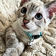 Tofu is registered to the contest to win money with this photo: kitten, cat, blue_eyes, collar, bell, fur, whiskers, paws, blanket, knitted, cozy, cute, pet, animal, indoor, close_up, young, curious, soft, resting