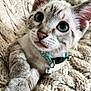 kitten, cat, blue_eyes, collar, bell, fur, whiskers, paws, blanket, knitted, cozy, cute, pet, animal, indoor, close_up, young, curious, soft, resting