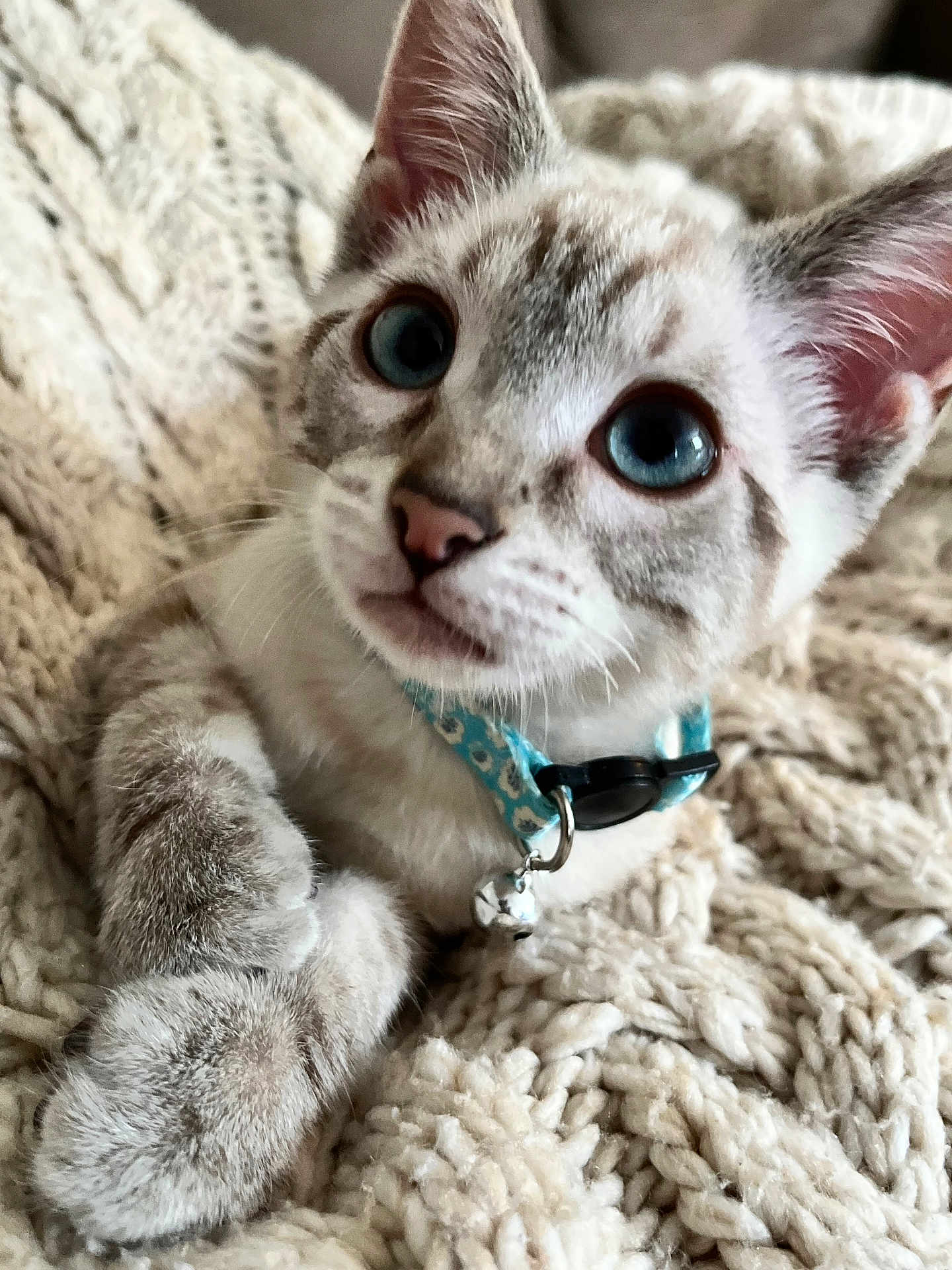 Tofu is registered to the contest to win money with this photo: kitten, cat, blue_eyes, collar, bell, fur, whiskers, paws, blanket, knitted, cozy, cute, pet, animal, indoor, close_up, young, curious, soft, resting