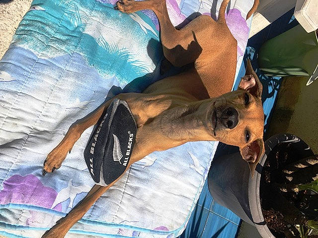 Papyrus a rejoint le concours — aidez-le/la à gagner de superbes lots ! art, dress, elbow, eyewear, feather, fun, fur, hat, pattern, sunglasses, thigh, tree, visual_arts