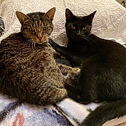 Sadie Girl Kitty joined the competition — help win amazing prizes! cats, tabby_cat, black_cat, สัต?, animals, pets, felines, bed, bedroom, blanket, quilt, cozy, lying_down, sitting, close_up, portrait, whiskers, ears, eyes, indoor