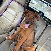Dakota joined the competition — help win amazing prizes! dog, puppy, car_interior, leather_seat, purple_leash, seat, seatbelt, tongue_out, happy, brown_fur, paws, collar, passenger_seat, backseat, window, road, dashboard, traveling, portrait, canine