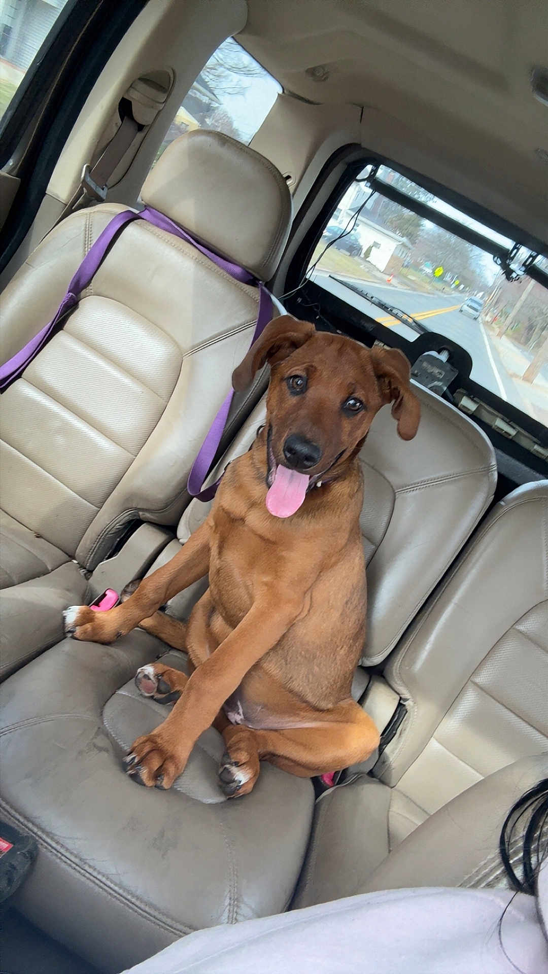 Dakota joined the competition — help win amazing prizes! dog, puppy, car_interior, leather_seat, purple_leash, seat, seatbelt, tongue_out, happy, brown_fur, paws, collar, passenger_seat, backseat, window, road, dashboard, traveling, portrait, canine