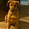 brown_fur, collar, cute, dog, door_frame, ears, eyes, fur, hardwood_floor, indoor, looking_at_camera, nose, paws, pet, portrait, puppy, shadow, sitting, wall, young_dog