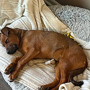 Dakota joined the competition — help win amazing prizes! bed, blanket, bone, brown_coat, cozy, cushion, dog, flooring, fur, indoor, nap, paw, pet, plush, relaxed, rope_toy, sleeping, snout, sofa, tail