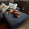chaise, charging_cable, collar, cozy, daylight, decorative_pillow, dog, electrical_outlet, floral_pillow, furniture, hardwood_floor, home_decor, living_room, pet_indoor, puppy, relaxed, resting, sofa, throw_pillow, upholstery