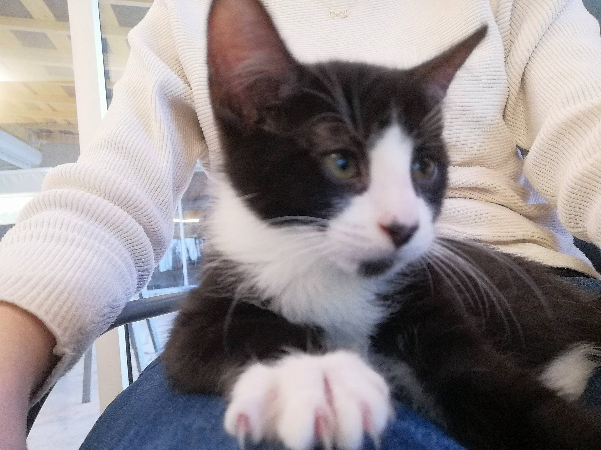 Brutus a rejoint le concours — aidez-le/la à gagner de superbes lots ! box, carnivore, cat, chair, claw, comfort, domestic_short_haired_cat, felidae, foot, formal_wear, fur, gesture, lap, paw, sitting, small_to_medium_sized_cats, snout, tail, whiskers, window