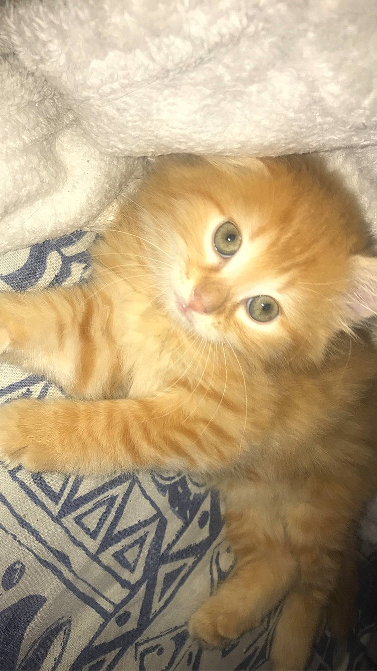 Winni a rejoint le concours — aidez-le/la à gagner de superbes lots ! british_longhair, carnivore, cat, domestic_long_haired_cat, fawn, felidae, fur, kitten, mammal, persian, scottish_fold, small_to_medium_sized_cats, tail, whiskers