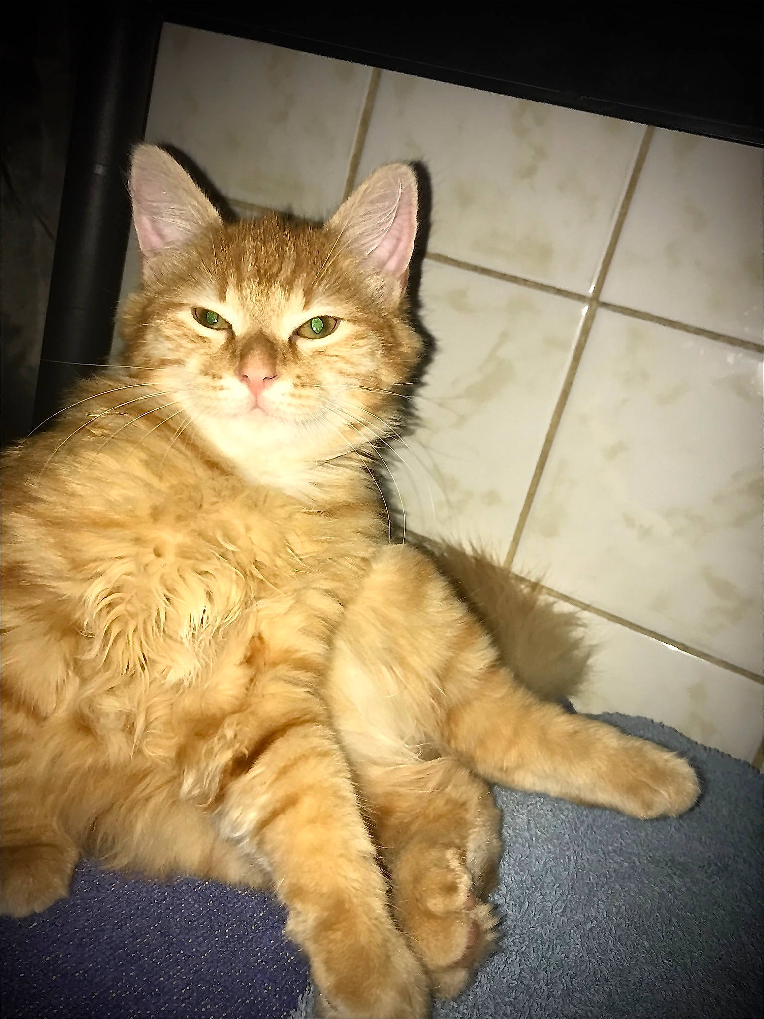 Winni a rejoint le concours — aidez-le/la à gagner de superbes lots ! asian, asian_semi_longhair, british_semi_longhair, carnivore, cat, cymric, domestic_long_haired_cat, european_shorthair, fawn, felidae, fur, maine_coon, mammal, norwegian_forest_cat, siberian, small_to_medium_sized_cats, somali, tabby_cat, vertebrate, whiskers