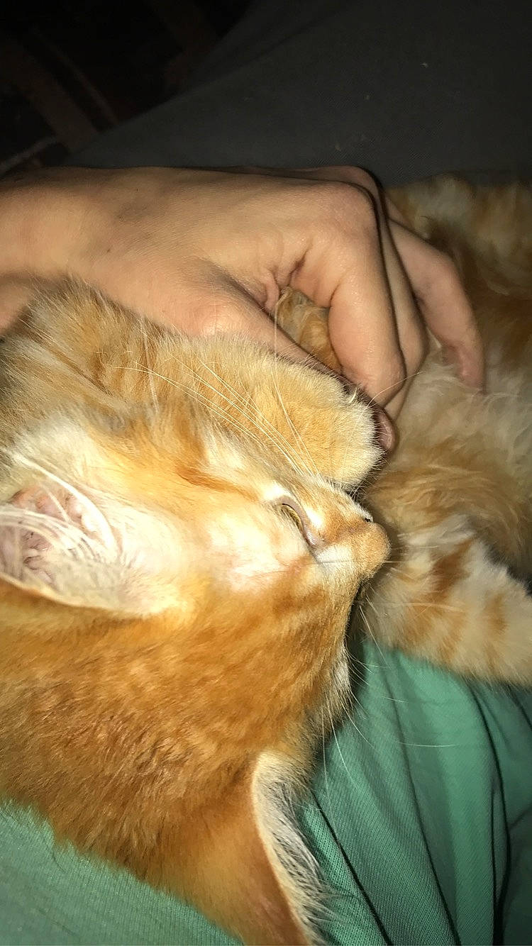 Winni participe au concours pour gagner de l'argent avec cette photo : canidae, carnivore, cat, ear, fawn, felidae, fur, sleep, whiskers