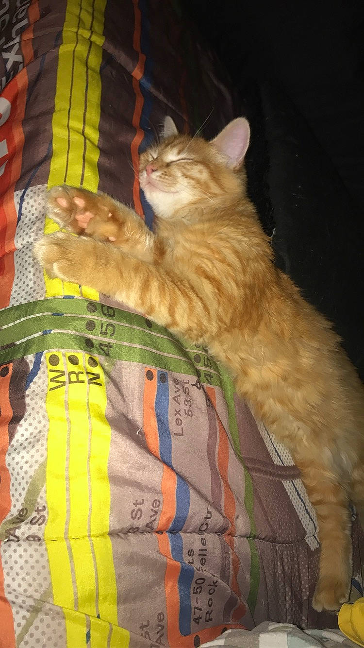 Winni a rejoint le concours — aidez-le/la à gagner de superbes lots ! asian, carnivore, cat, domestic_short_haired_cat, european_shorthair, fawn, felidae, german_rex, kitten, small_to_medium_sized_cats, tabby_cat, tail, whiskers