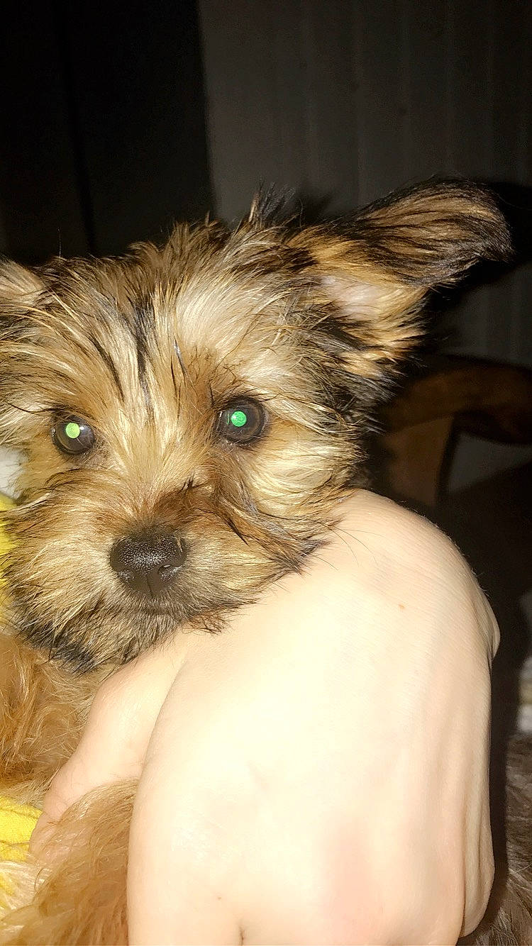 Pepete a rejoint le concours — aidez-le/la à gagner de superbes lots ! australian_terrier, biewer_terrier, cairn_terrier, canidae, carnivore, companion_dog, dog, dog_breed, glen_of_imaal_terrier, mammal, morkie, norwich_terrier, puppy, schnoodle, small_terrier, terrier, toy_dog, vertebrate, yorkipoo, yorkshire_terrier