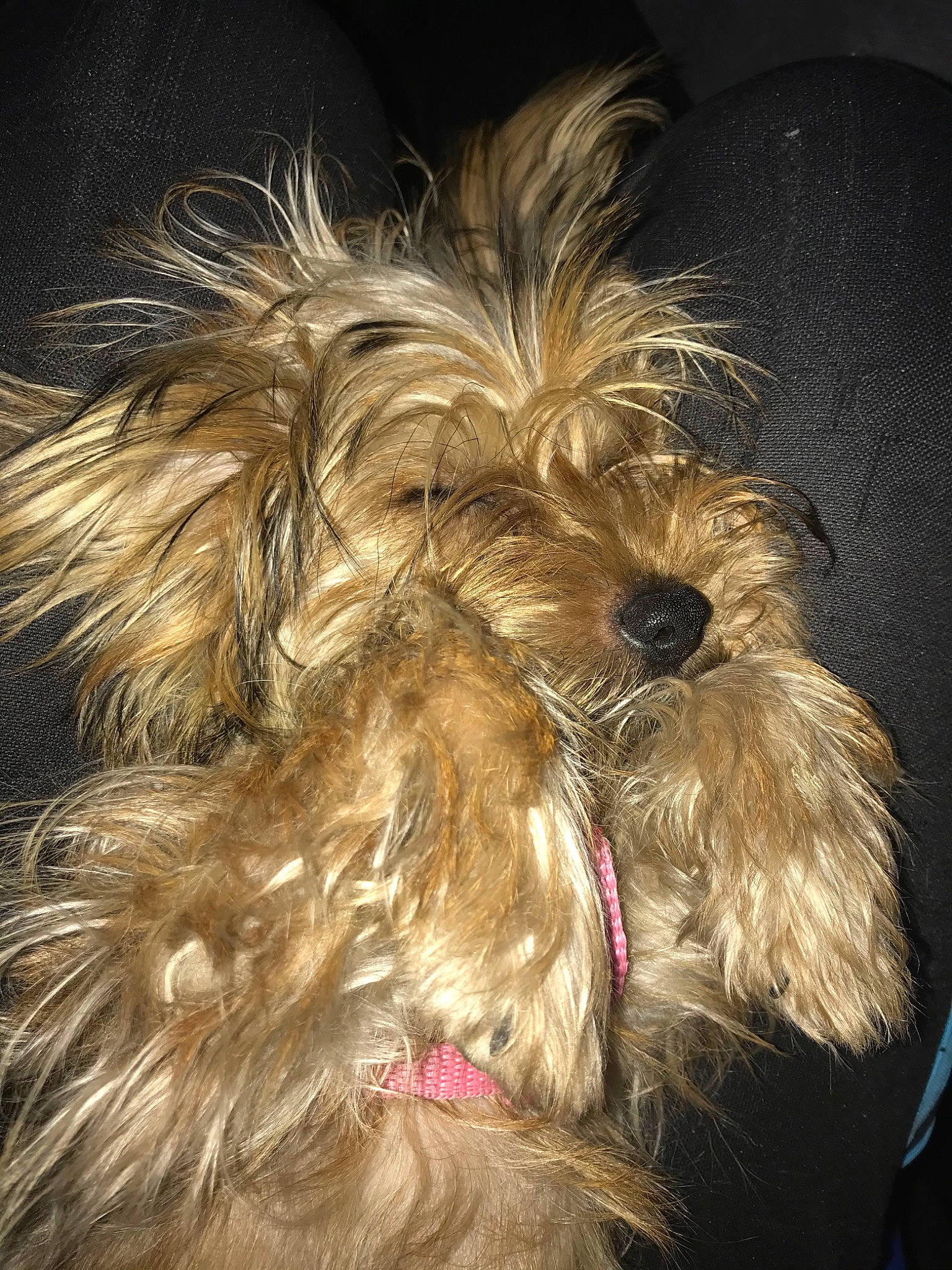 Pepete a rejoint le concours — aidez-le/la à gagner de superbes lots ! australian_terrier, cairn_terrier, canidae, carnivore, companion_dog, dog, dog_breed, dutch_smoushond, glen_of_imaal_terrier, mammal, morkie, puppy, rare_breed_dog, schnoodle, small_terrier, snout, sporting_lucas_terrier, terrier, tibetan_terrier, yorkshire_terrier