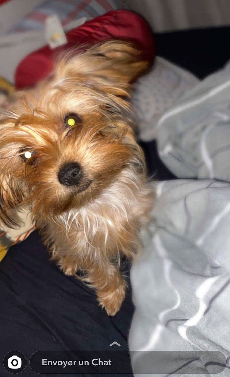 Pepete a rejoint le concours — aidez-le/la à gagner de superbes lots ! australian_silky_terrier, biewer_terrier, bolonka, canidae, carnivore, chinese_imperial_dog, companion_dog, dog, dog_breed, maltepoo, mammal, morkie, puppy, rare_breed_dog, small_terrier, terrier, toy_dog, vertebrate, yorkipoo, yorkshire_terrier