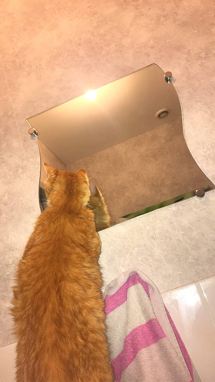 Winny a rejoint le concours — aidez-le/la à gagner de superbes lots ! carnivore, cat, felidae, fur, lampshade, lighting_accessory, small_to_medium_sized_cats, tail, whiskers