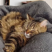 Minette a rejoint le concours — aidez-le/la à gagner de superbes lots ! cat, tabby, sleeping, furry, cozy, blanket, indoor, pet, relaxed, resting, animal, fur, whiskers, cute, comfort, soft, domestic, mammal, peaceful, nap