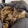 cat, tabby, sleeping, furry, cozy, blanket, indoor, pet, relaxed, resting, animal, fur, whiskers, cute, comfort, soft, domestic, mammal, peaceful, nap