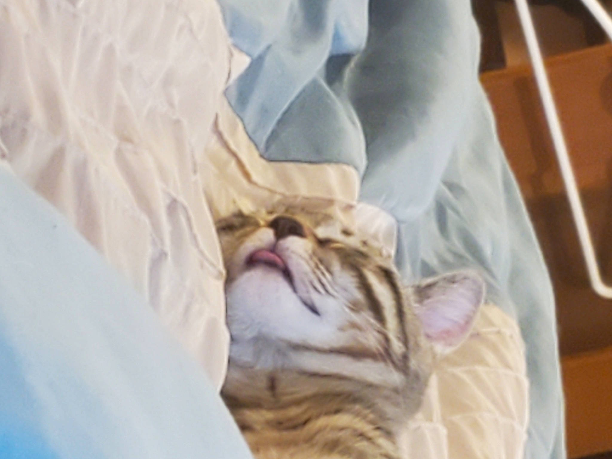 Snicker joined the competition — help win amazing prizes! bedding, bengal_tiger, carnivore, cat, comfort, fawn, felidae, fur, linens, peach, room, siberian_tiger, sleeve, small_to_medium_sized_cats, snout, terrestrial_animal, tiger, whiskers