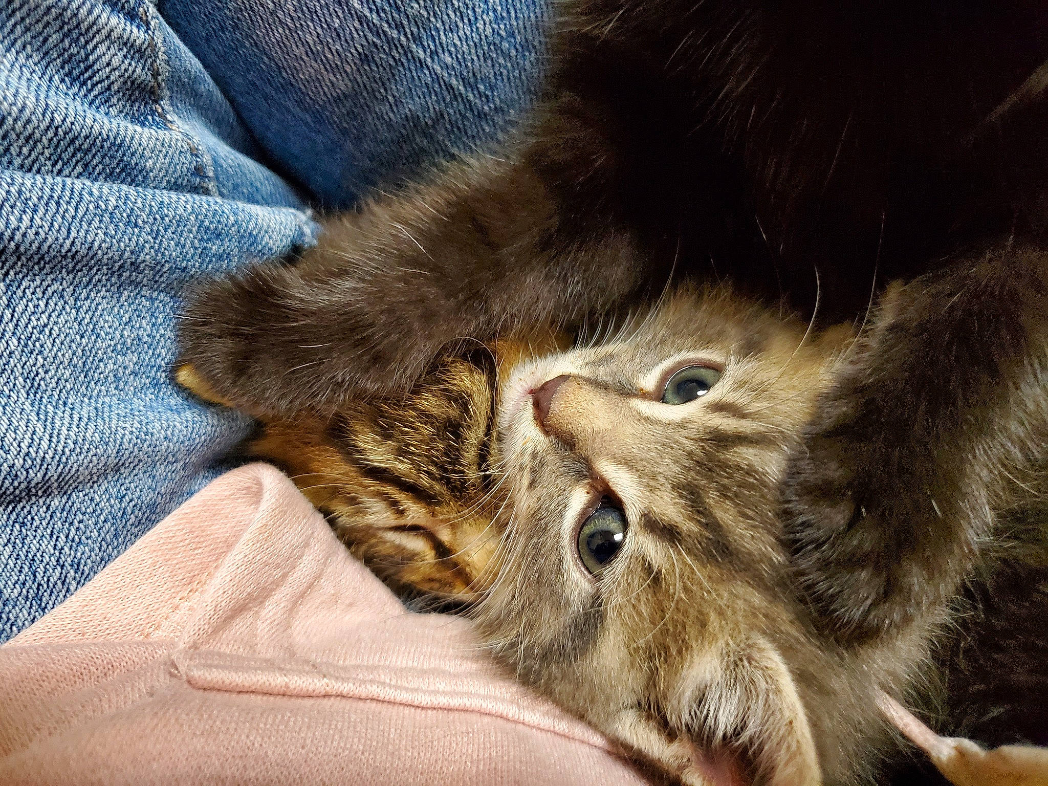 Snicker is registered to the contest to win money with this photo: carnivore, cat, claw, comfort, denim, domestic_short_haired_cat, fawn, felidae, fur, nap, paw, siberian, sleep, small_to_medium_sized_cats, snout, tail, terrestrial_animal, whiskers, wildlife, wood