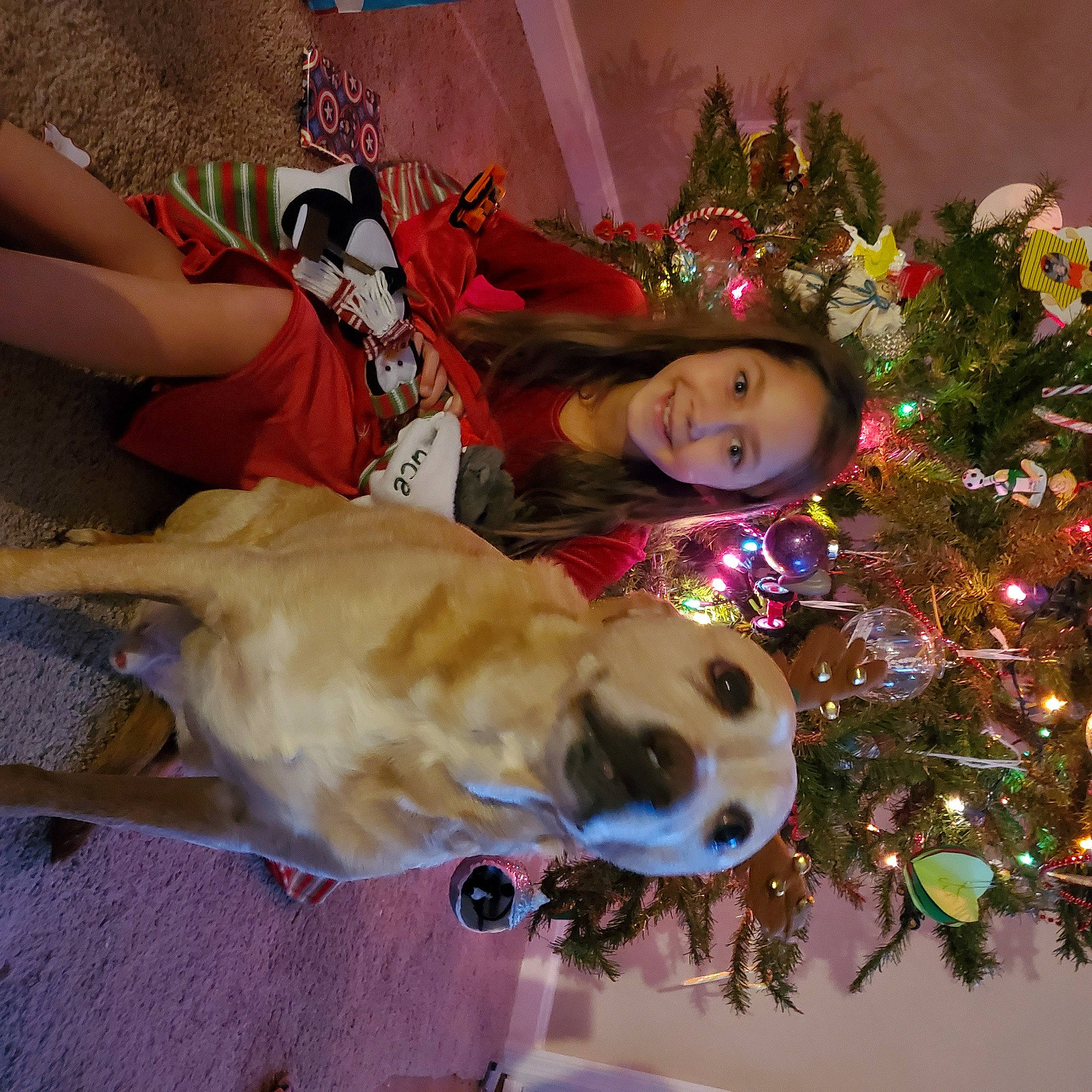 Blake Shelton is registered to the contest to win money with this photo: carnivore, christmas, christmas_decoration, christmas_ornament, christmas_tree, comfort, companion_dog, dog, dog_breed, event, fawn, fun, happy, holiday, holiday_ornament, ornament, plant, smile, sporting_group, tree