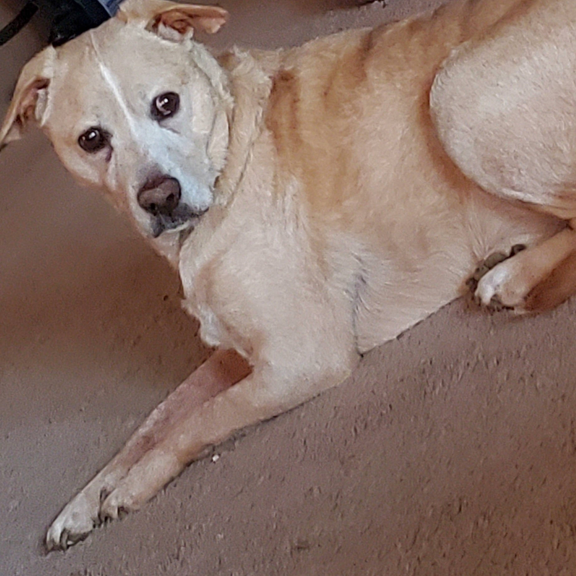 Blake Shelton is registered to the contest to win money with this photo: canidae, carnivore, collar, companion_dog, dog, dog_breed, dog_collar, dog_supply, fawn, fur, paw, pet_supply, snout, sporting_group, street_dog, tail, terrestrial_animal, toy_dog, whiskers, working_animal